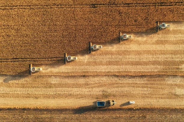 Aerial view of combine harvesters working a wheat field