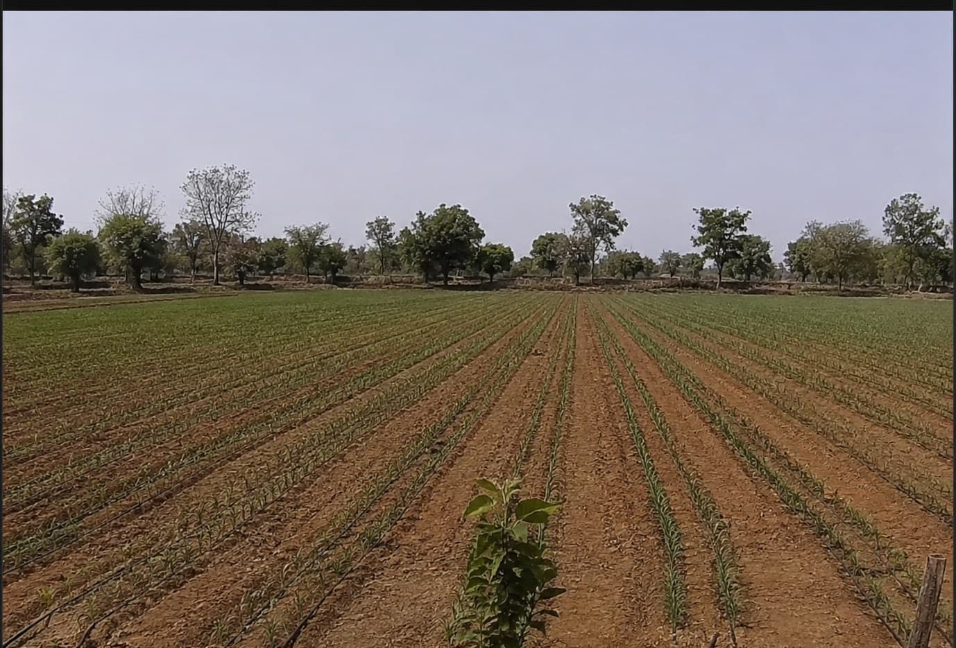 Recent snapshot from Camera 01 — Main Field