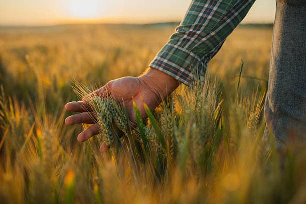 A farmer's hand running through ripening wheat at sunset