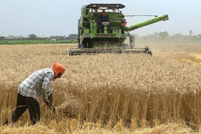 A farmer harvesting wheat by hand as a combine harvester works the field behind