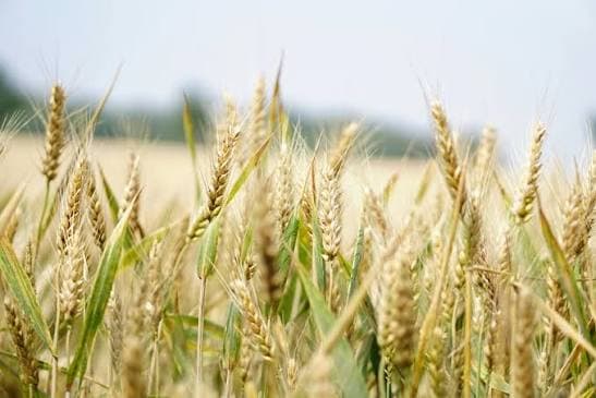 Golden wheat ears ready for harvest