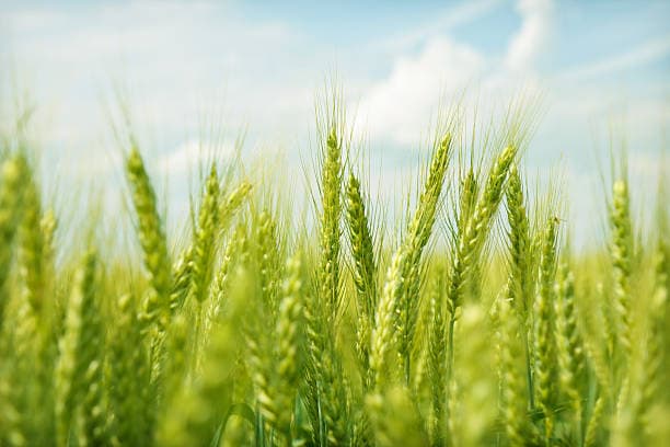 Young green wheat growing under a bright blue sky